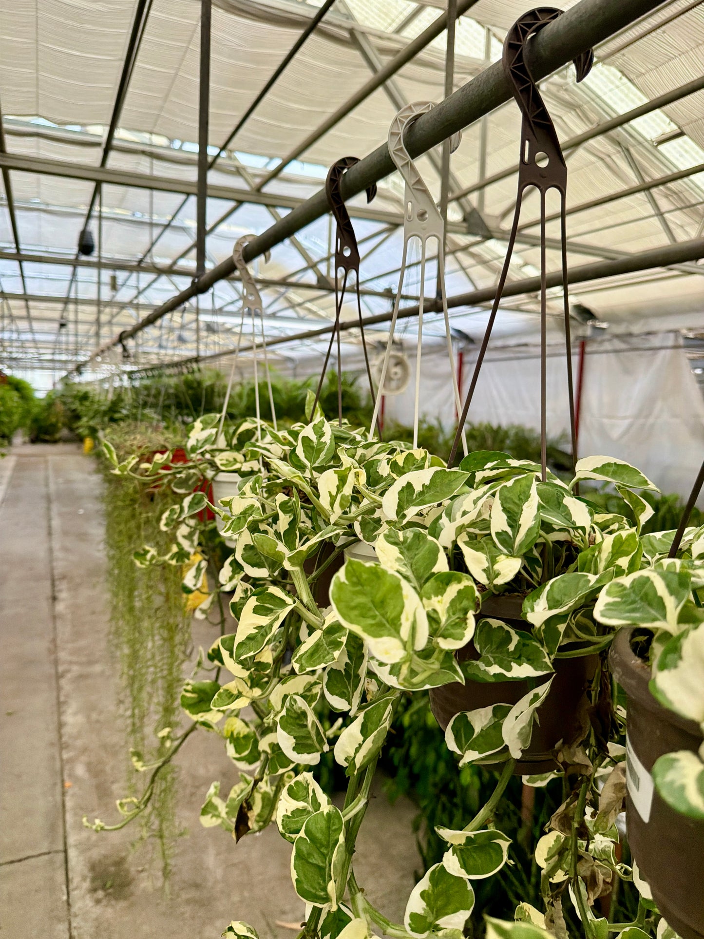 6" Pothos Hanging Basket (Epipremnum aureum) – Easy-Care Trailing Houseplant