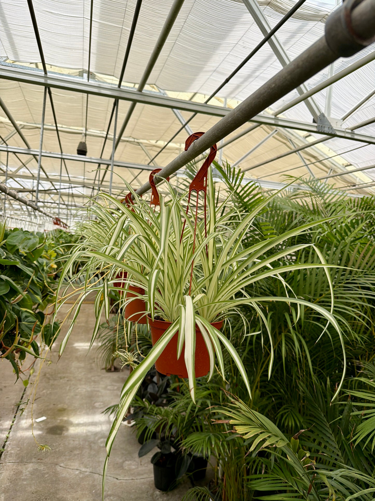 6 in Spider Plant