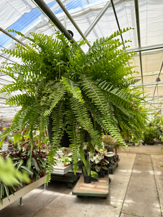 10" Hanging Boston Fern (Nephrolepis exaltata) – Large Lush Air-Purifying Fern