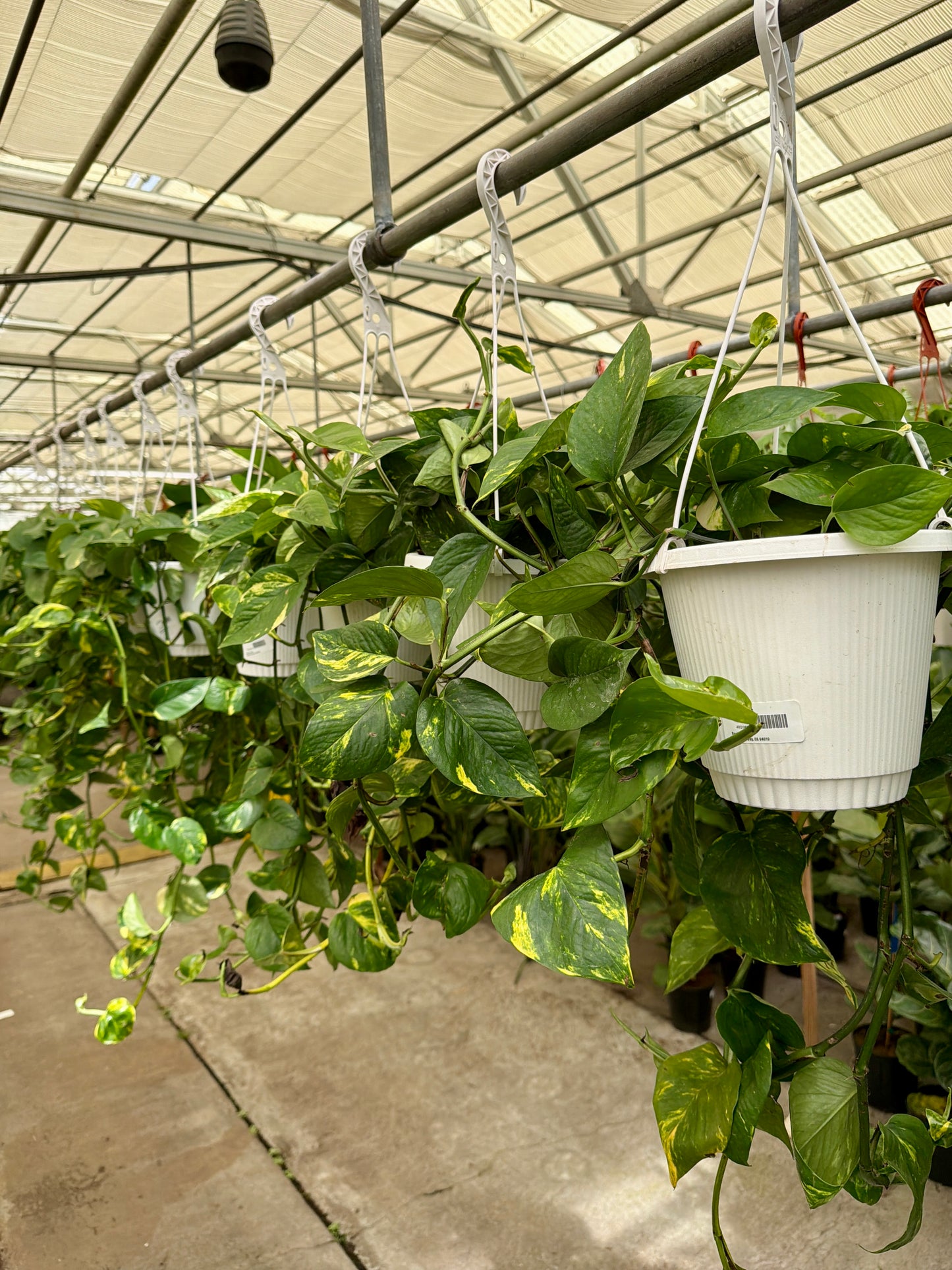 8" Pothos Hanging Basket – Lush Trailing Indoor Plant