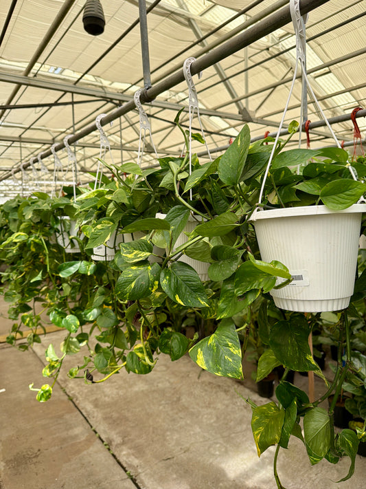 8" Pothos Hanging Basket – Lush Trailing Indoor Plant