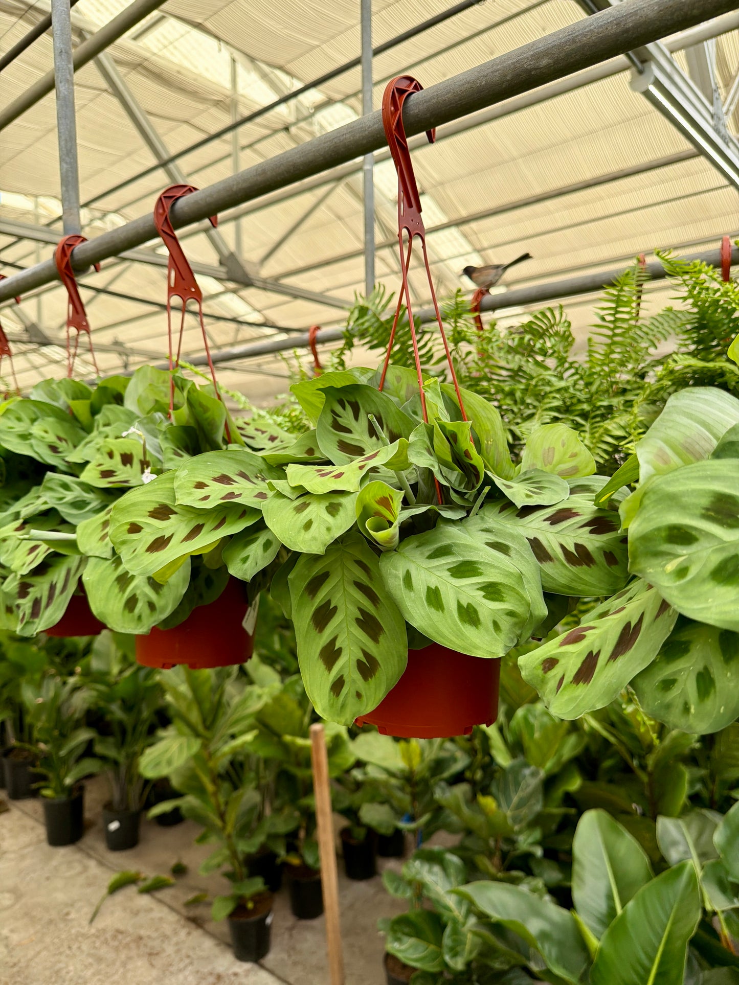 6" Maranta Prayer Plant (Maranta leuconeura) – Tropical Prayer Plant Houseplant
