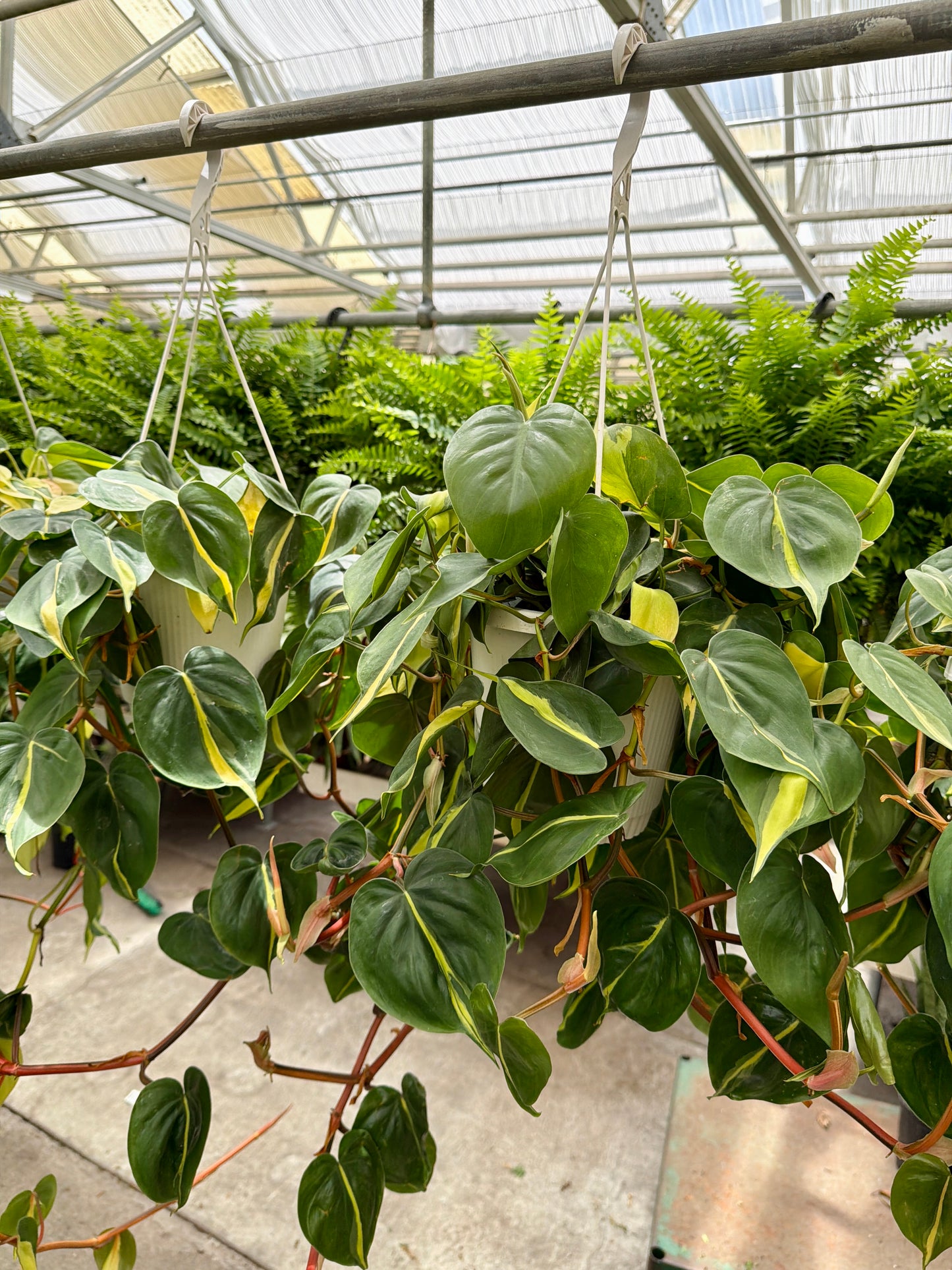 8" Philodendron Cordatum Hanging Basket – Lush Trailing Houseplant