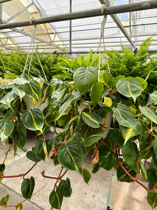 8" Philodendron Cordatum Hanging Basket – Lush Trailing Houseplant