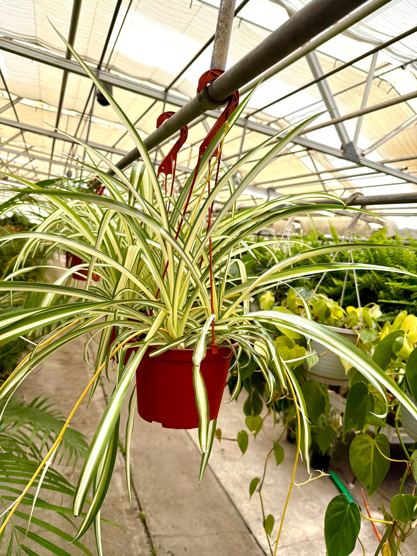 6 in Spider Plant