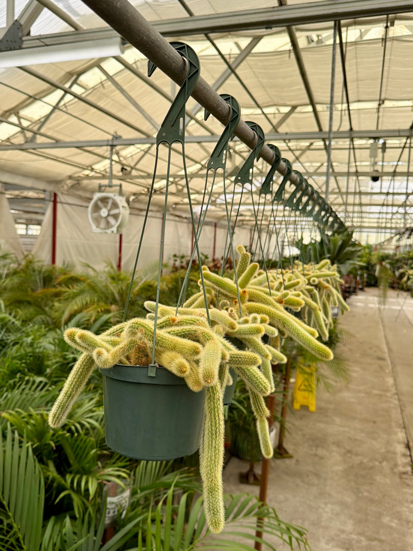 6" Rat Tail Cactus – Live Aporocactus Flagelliformis (Hanging Cactus)