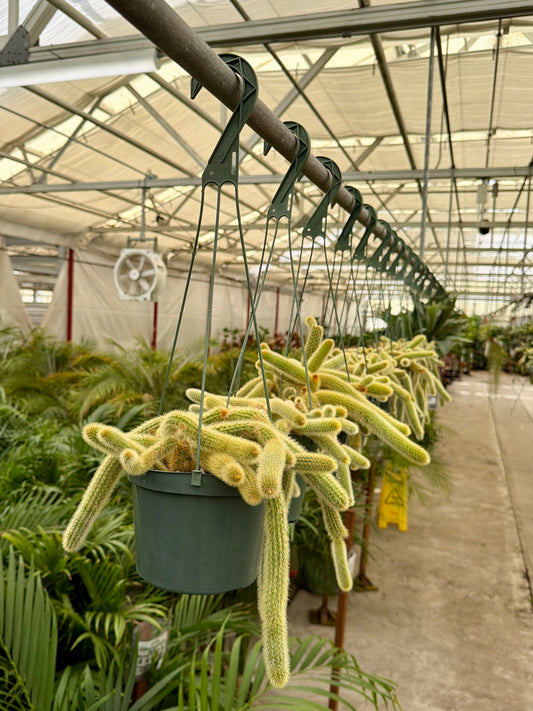 6" Rat Tail Cactus – Live Aporocactus Flagelliformis (Hanging Cactus)