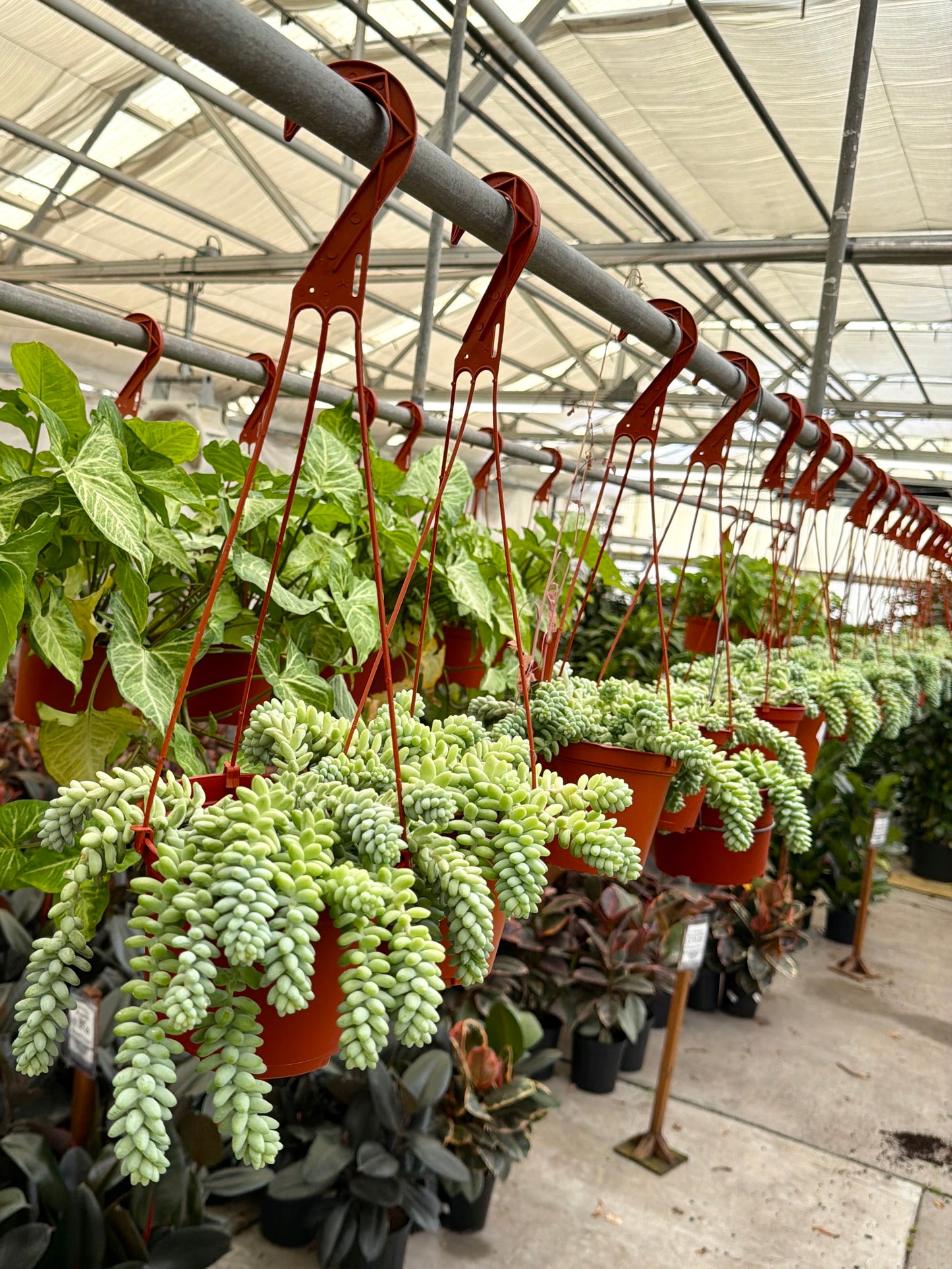 6" Donkey Tail Succulent (Sedum morganianum) – Trailing Burro's Tail Houseplant
