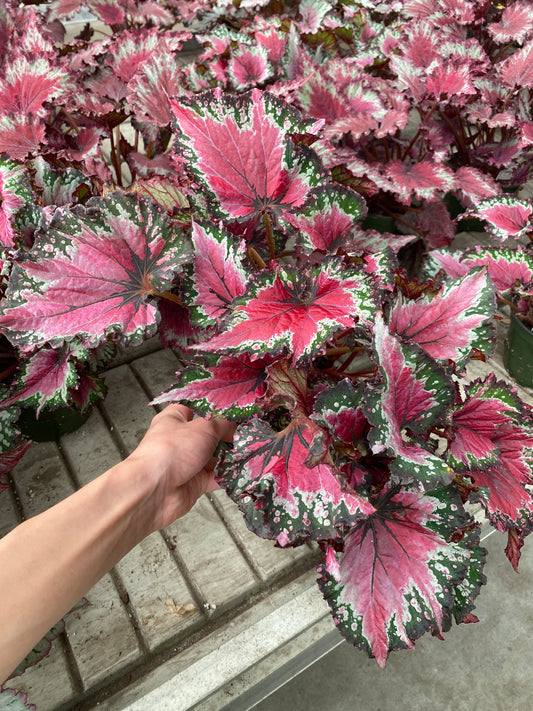 6" Jurassic™ Watermelon Rex Begonia  – Striking Foliage Plant for Shade & Indoors