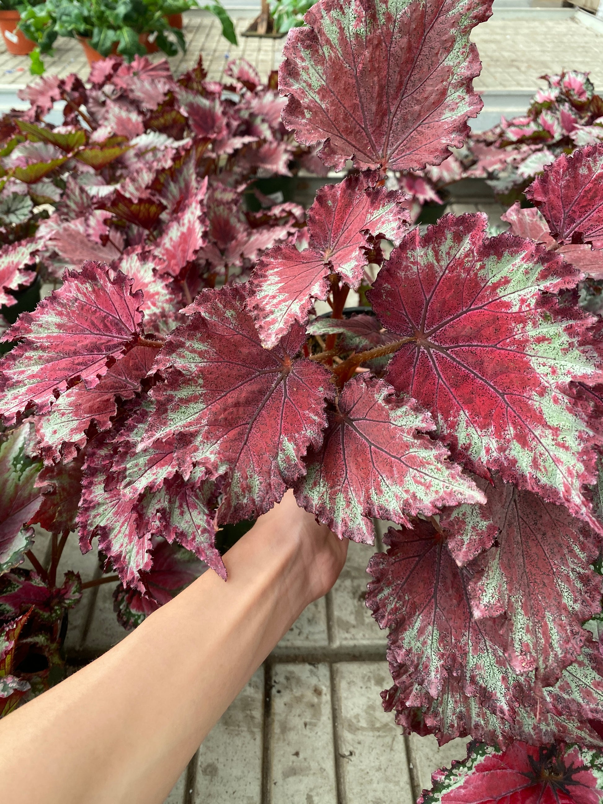 begonia rex indoor plant 6" Jurassic Red Splash Rex Begonia – Bold Foliage for Indoor & Shade Gardens