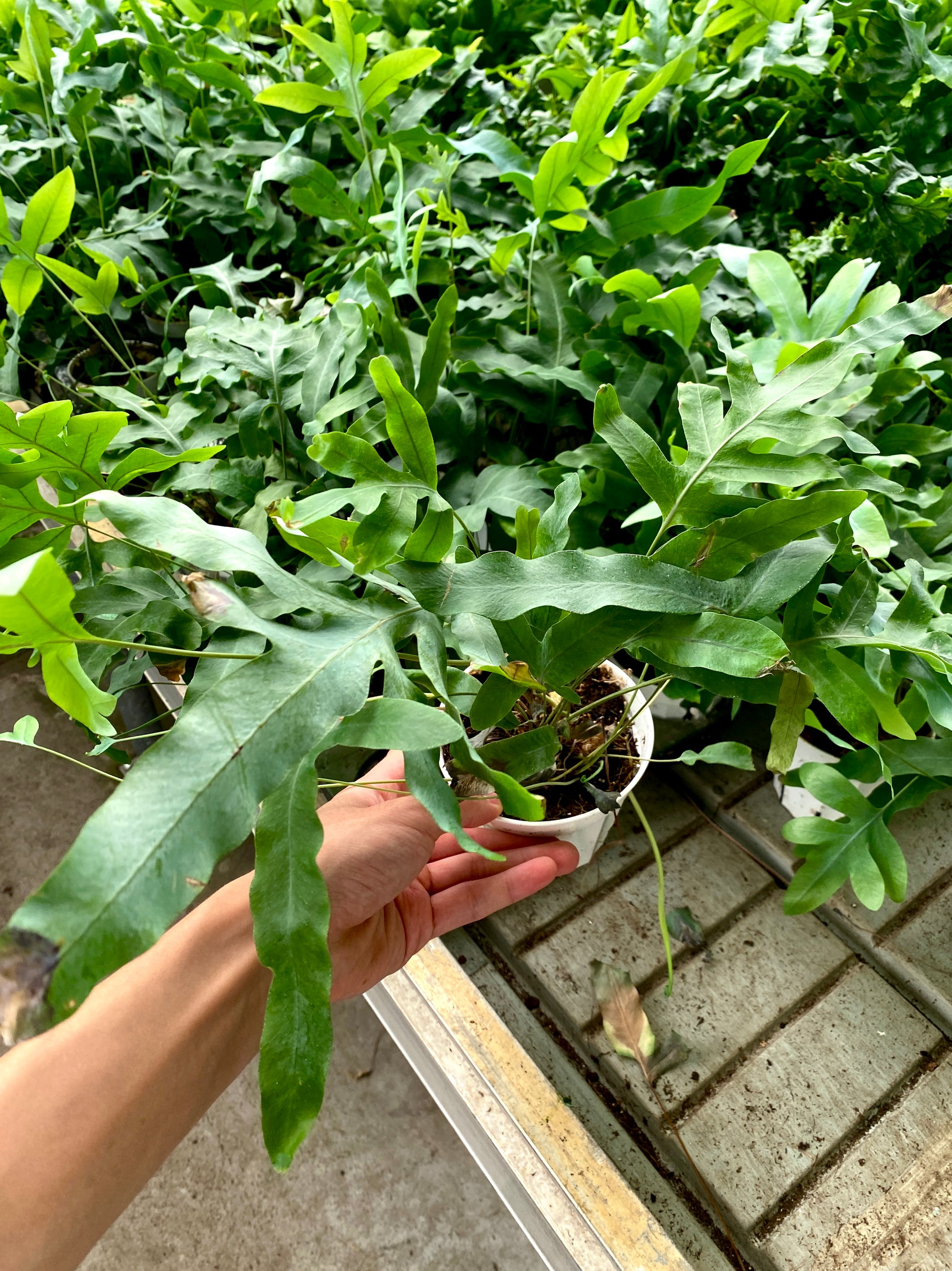 blue star fern outdoor Blue Star Fern – Hardy Indoor/Outdoor Fern (Phlebodium aureum)