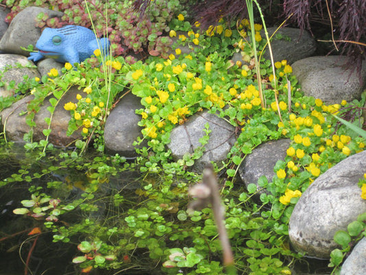 Creeping Jenny (Lysimachia nummularia) – Floating & Water Garden Plant