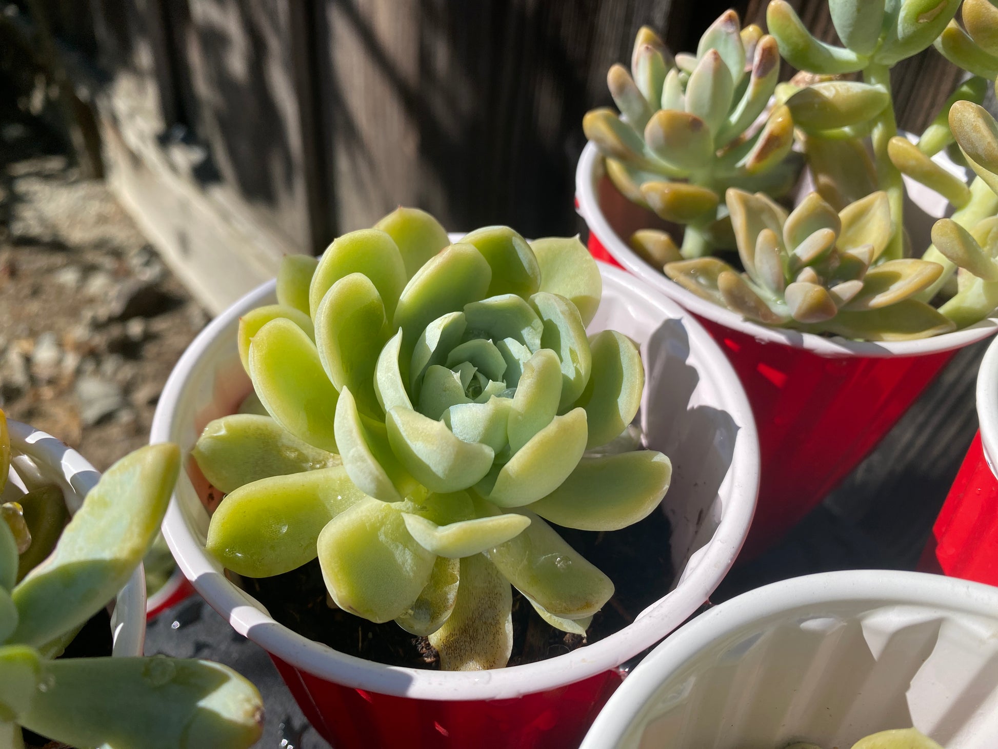 echeveria elegans succulent Echeveria Elegans Arrangement Succulent (Drought Tolerant)