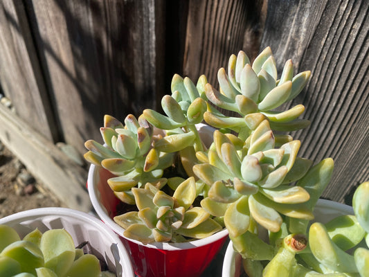 Graptosedum 'California Sunset' Succulent (Large)