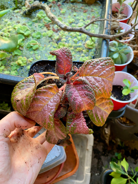 Episcia purple rain