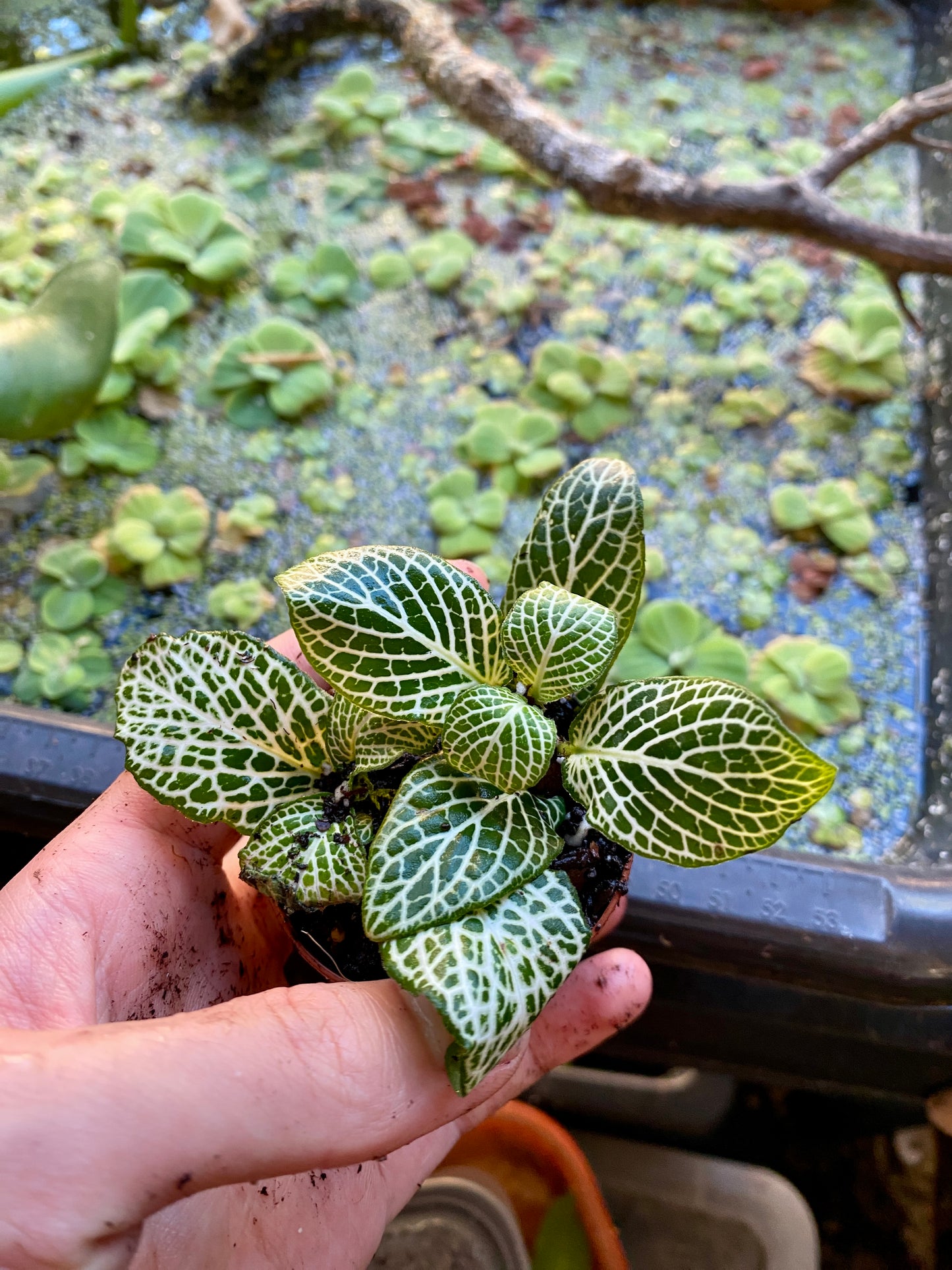 fittonia albivenis 'white nerve plant'