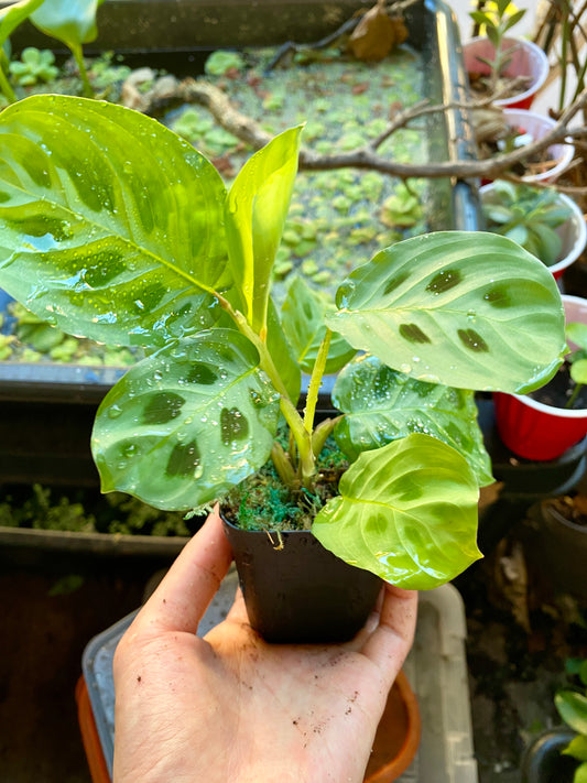 3" Potted Maranta Green Rabbit's Foot prayer plant live rare tropical house plant