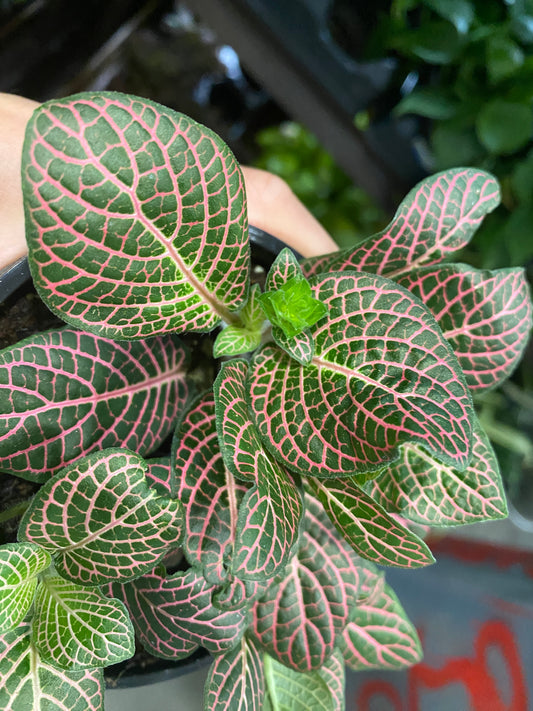 fittonia albivenis 'pink nerve plant'