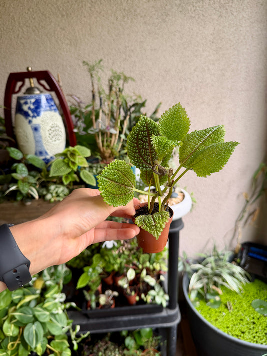 2" Pilea Moon Valley – Live Friendship Plant Houseplant