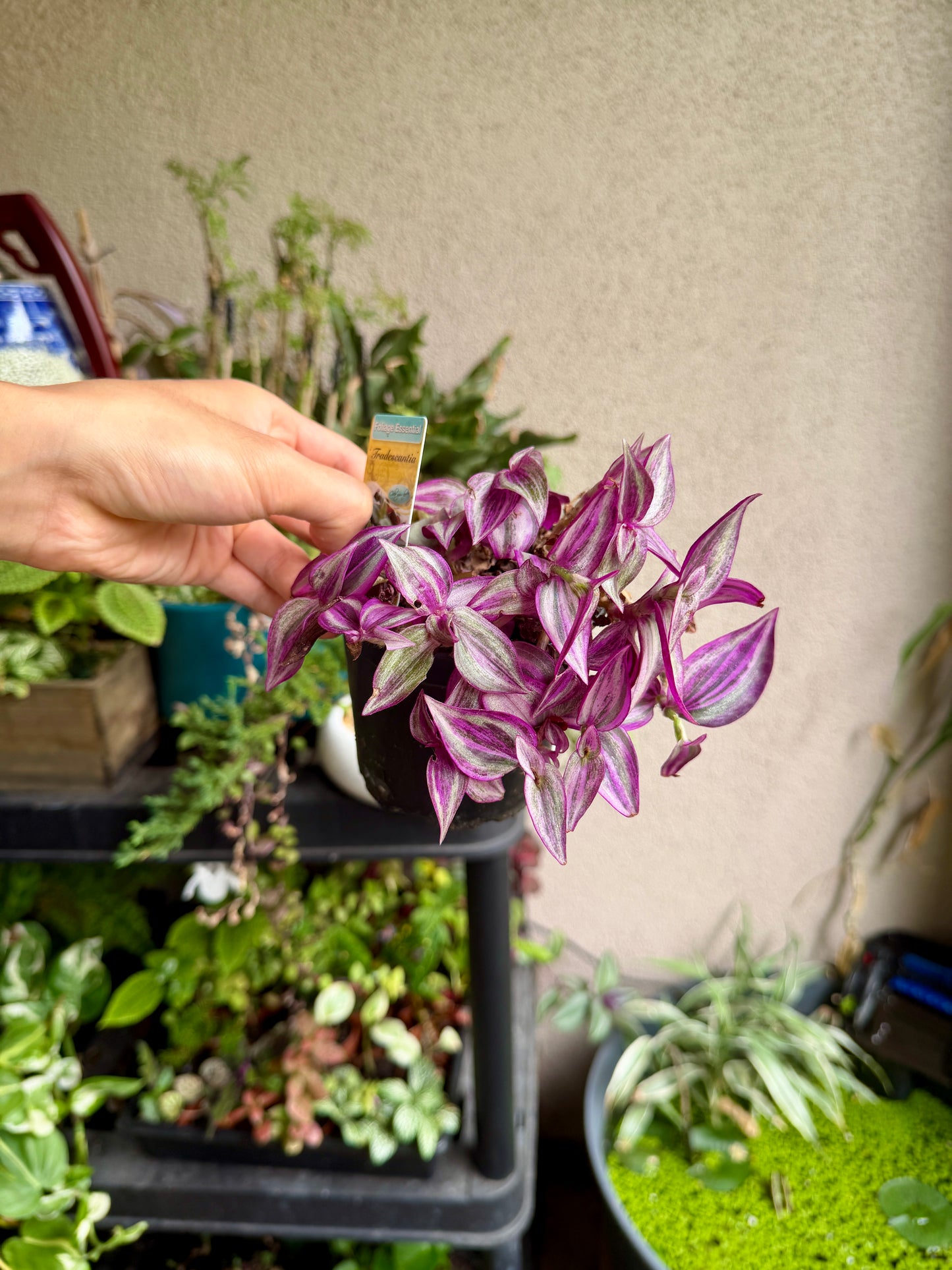 Tradescantia 'Pink Paradise' – Live Pink Houseplant Care Guide