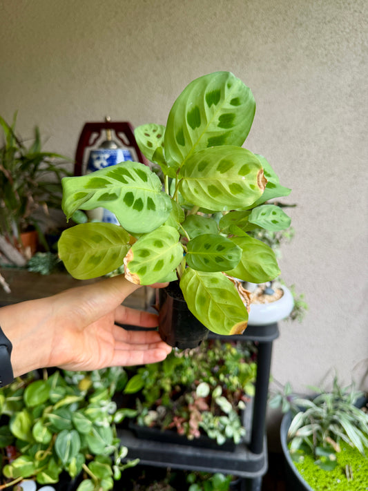 3" Calathea Maranta leuconeura (Prayer Plant) – Live Tropical Houseplant