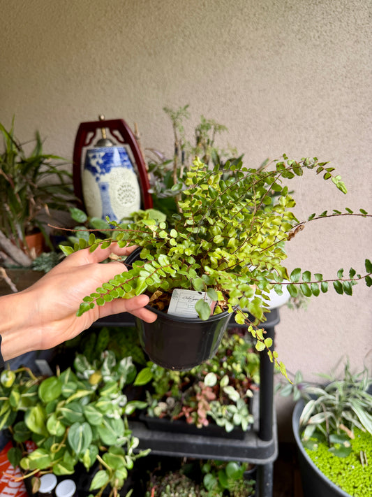 Button Fern – Live Pellaea rotundifolia Houseplant Care Guide