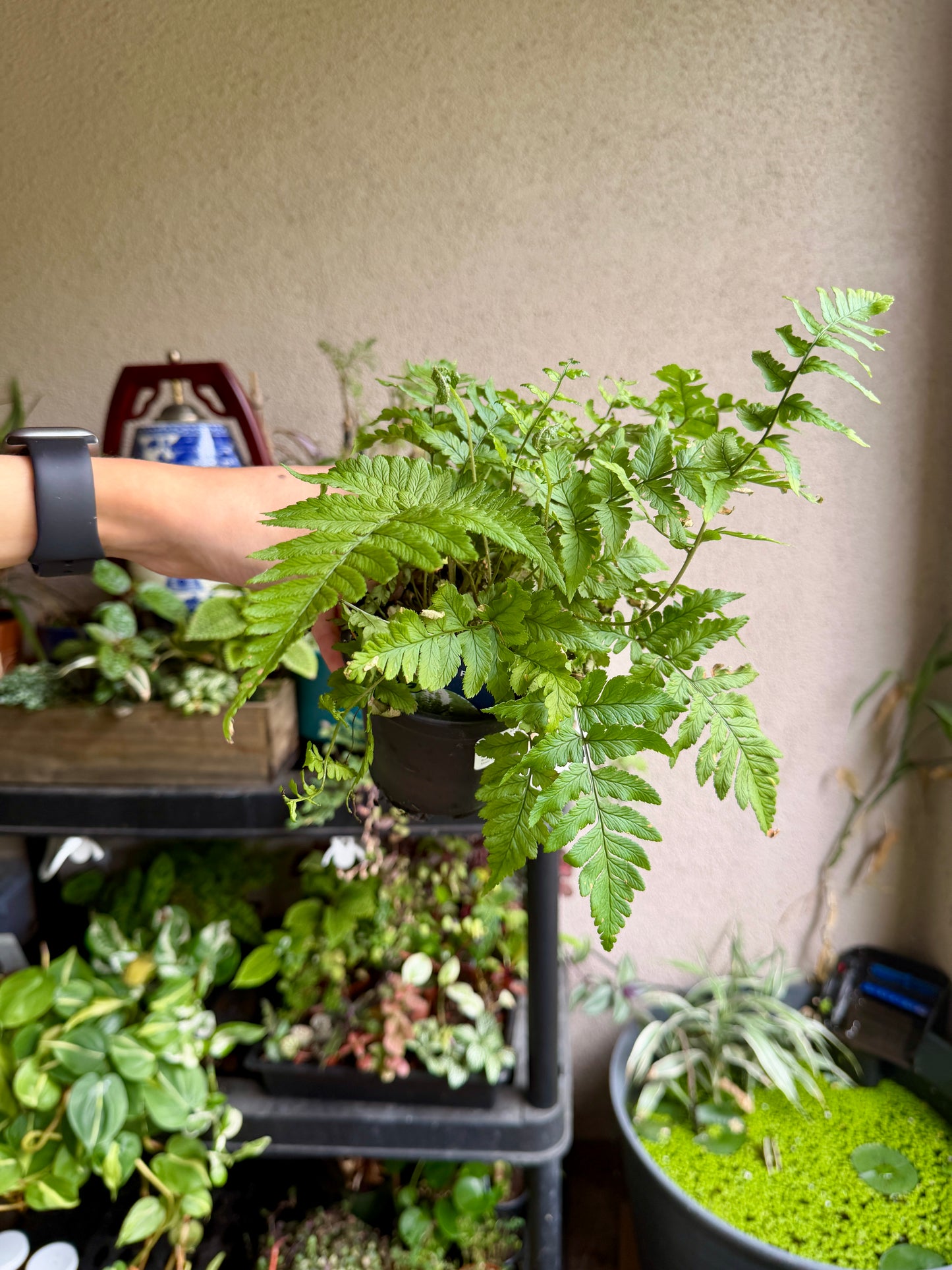 Autumn Fern – Live Dryopteris erythrosora Care Guide