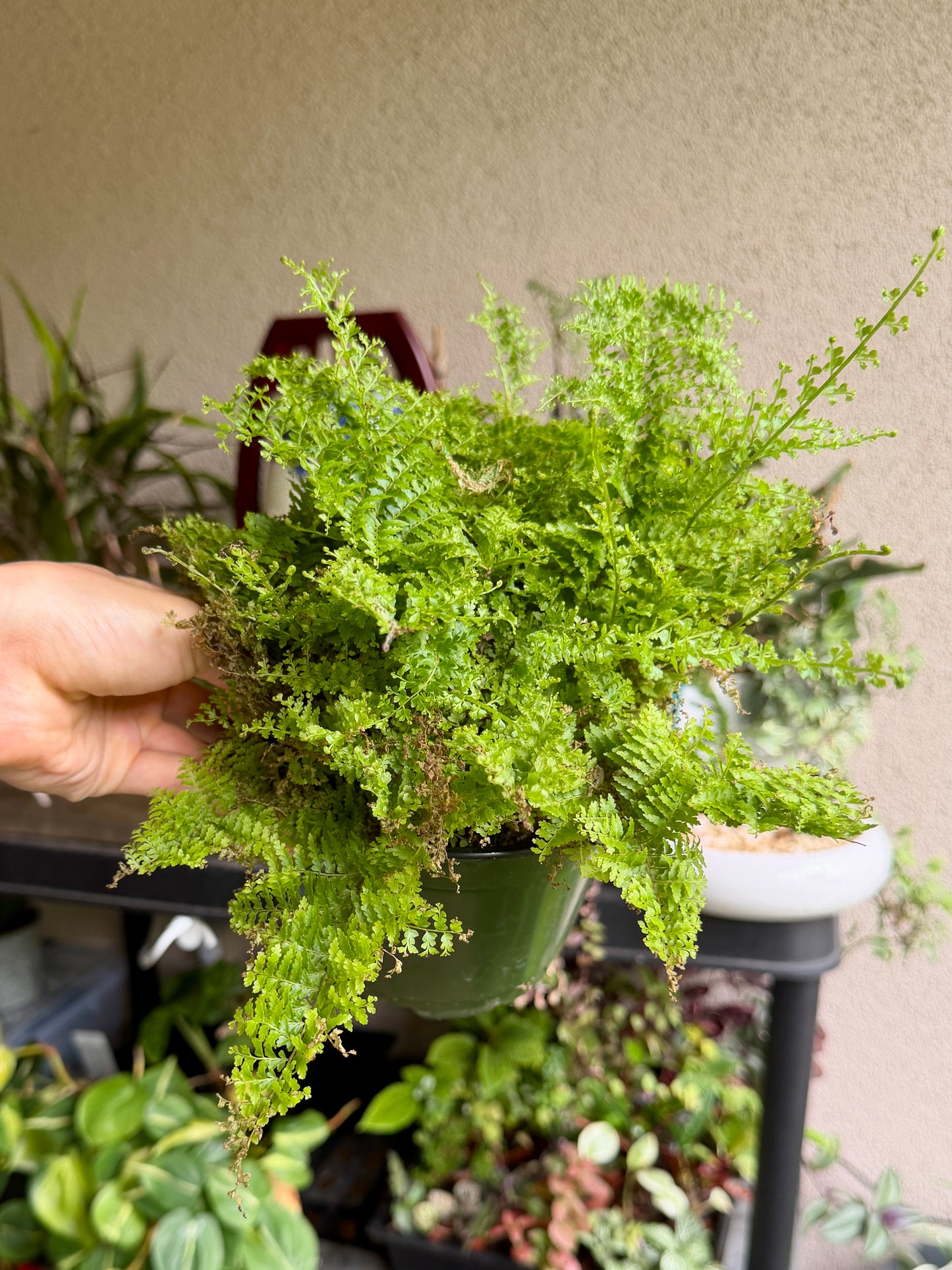 Cotton Candy Fern Plant – Soft, Easy-Care Houseplant