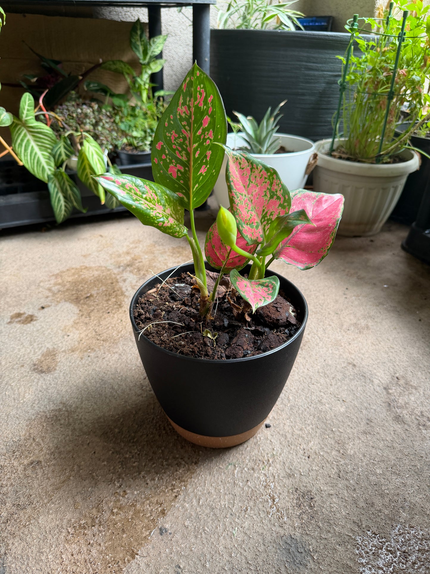 Chinese Evergreen (Aglaonema) in Self-Watering Display Pot | Easy Care Plant