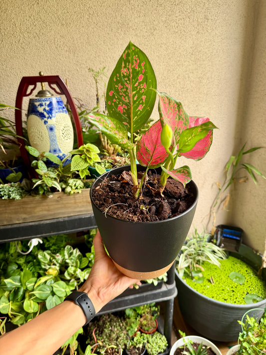 Chinese Evergreen (Aglaonema) in Self-Watering Display Pot | Easy Care Plant
