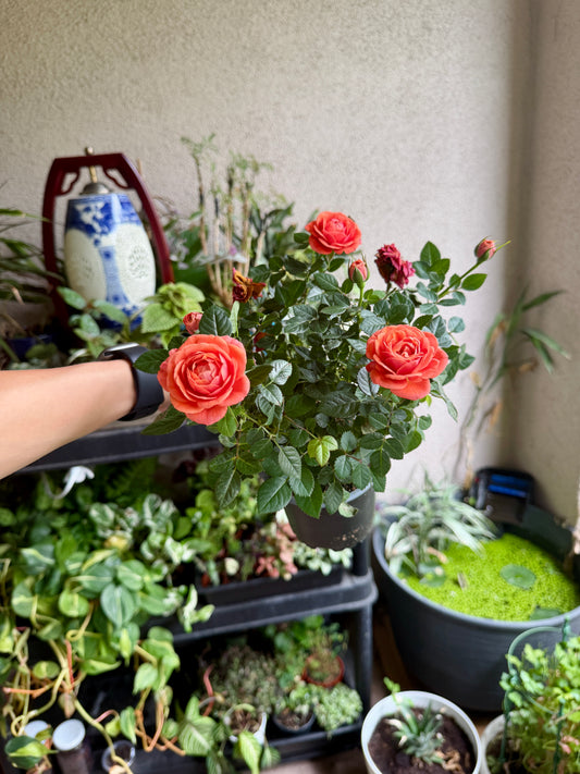 Orange Mini Rose Plant – Live Miniature Rose for Home & Garden