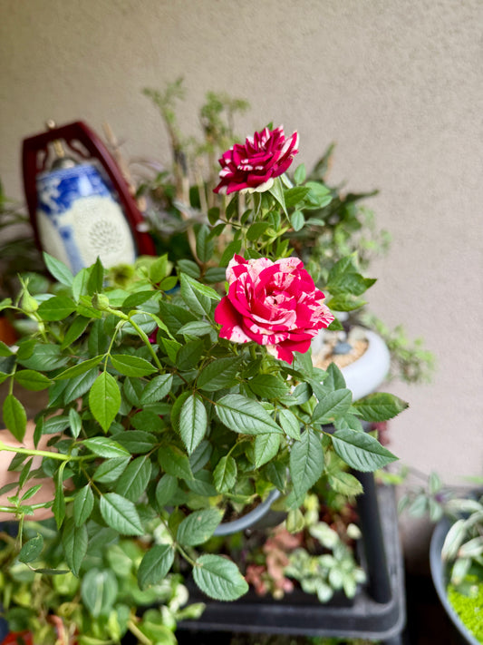 Red & White Mini Rose Plant – Live Miniature Rose for Indoors & Outdoors