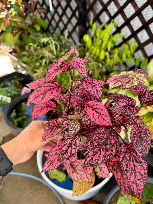 Vibrant Black Pink Polka Dot Plant – 4 In Potted Houseplant
