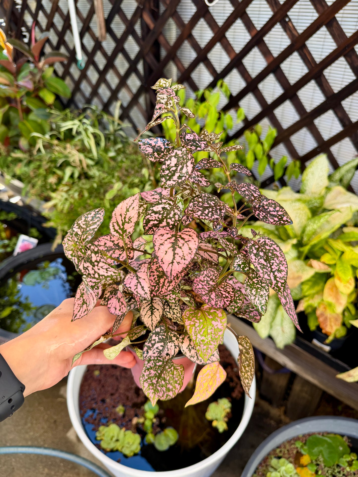 Vibrant Green Pink Polka Dot Plant – 4 In Potted Houseplant