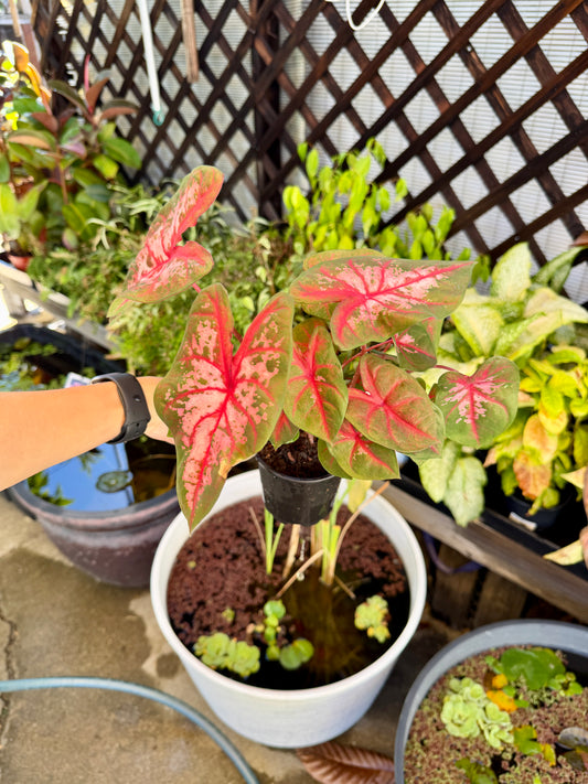 Vibrant Red Flash Caladium 4In Potted