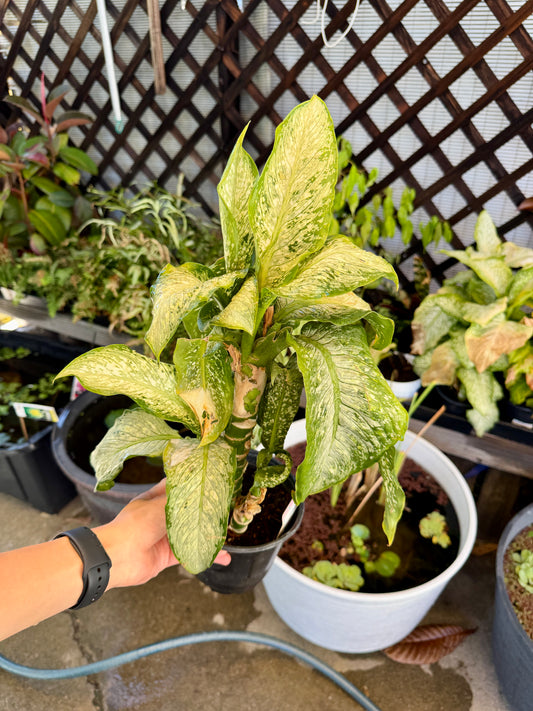 Large Variegated Dieffenbachia – Live Tropical Houseplant