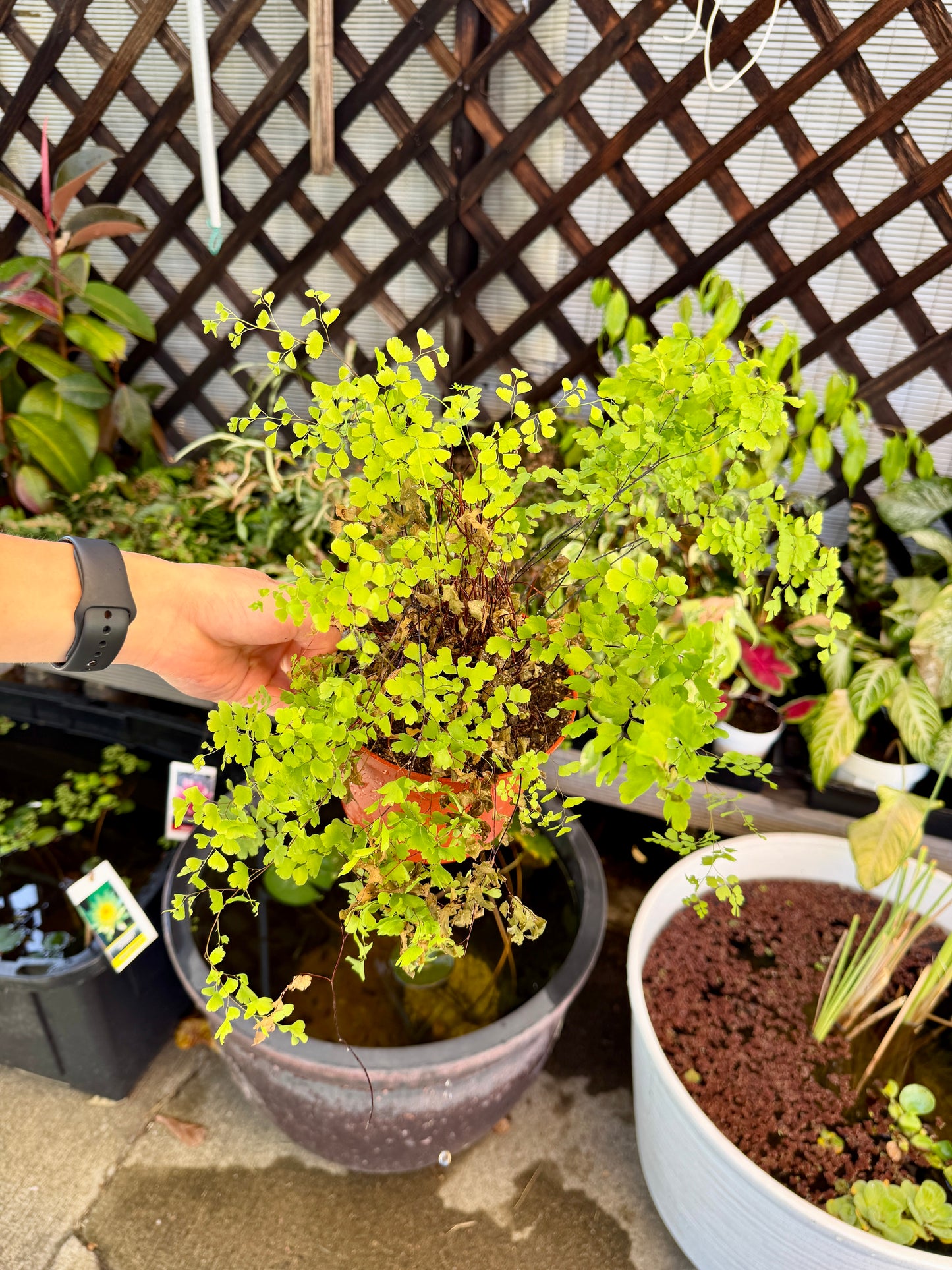 Large Maidenhair Fern – Live Tropical Houseplant