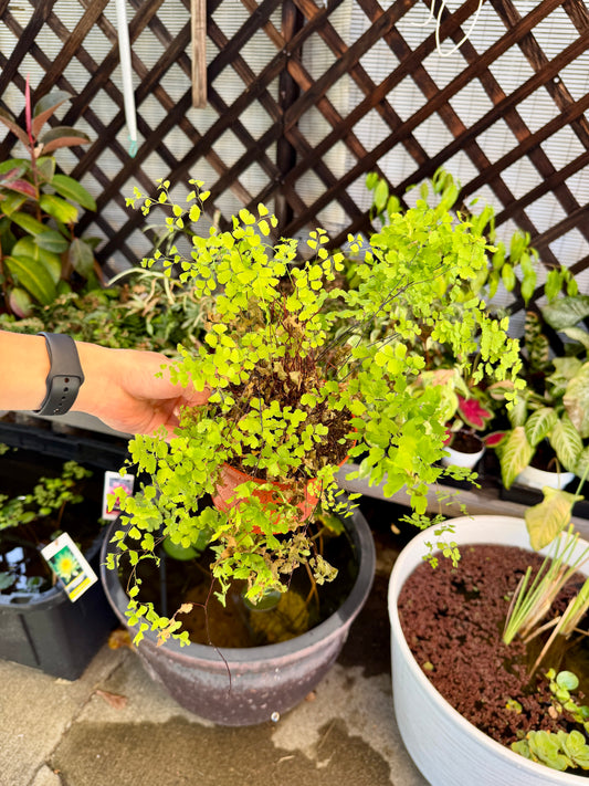Large Maidenhair Fern – Live Tropical Houseplant