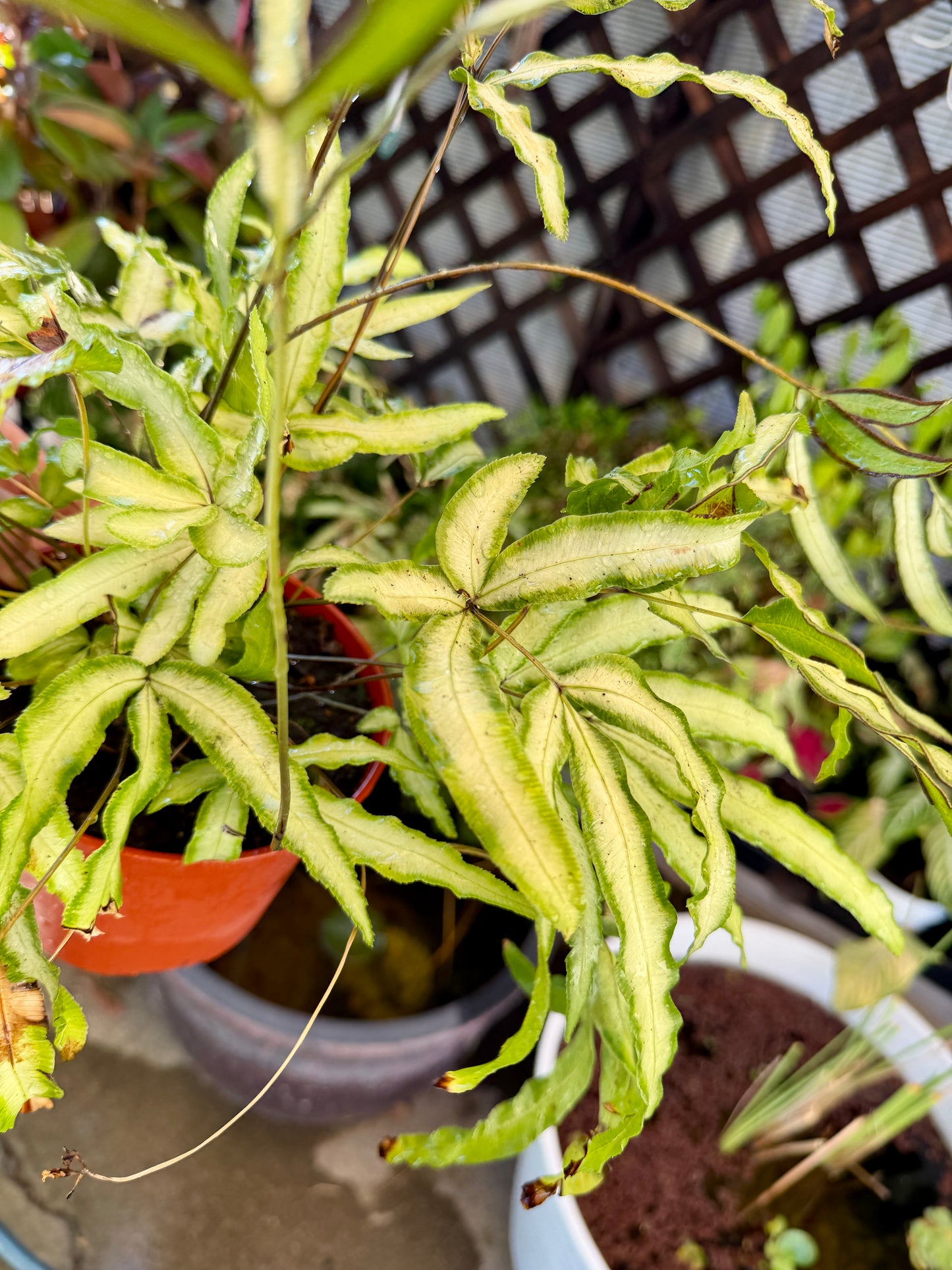 Silver Ribbon Fern (Pteris cretica ‘Albolineata’) – Live Fern Houseplant