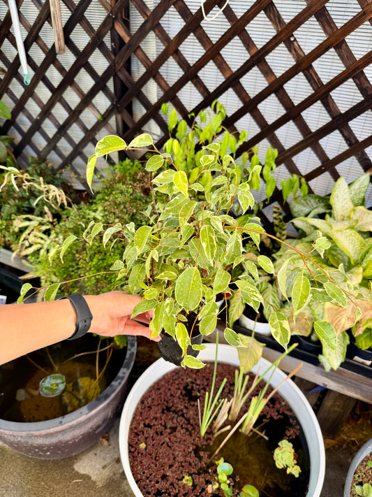 Variegated Benjamin Ficus (Ficus benjamina) – Live Tropical Houseplant