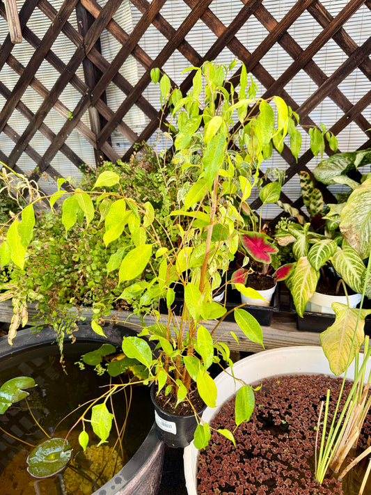 XL Ficus Benjamina – Large Live Weeping Fig Houseplant