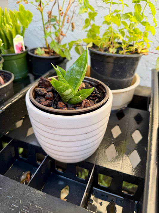 Snake Plant in Gorgeous Ceramic Pot – Ready-to-Display Live Houseplant