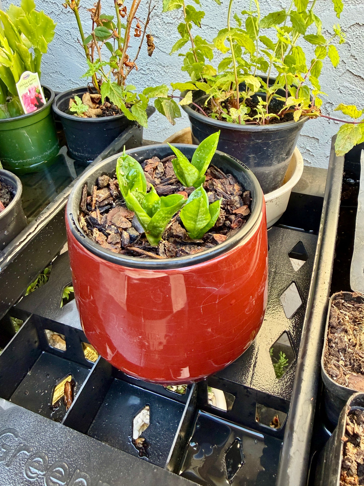 4 Snake Plant Starter in Red Ceramic Pot