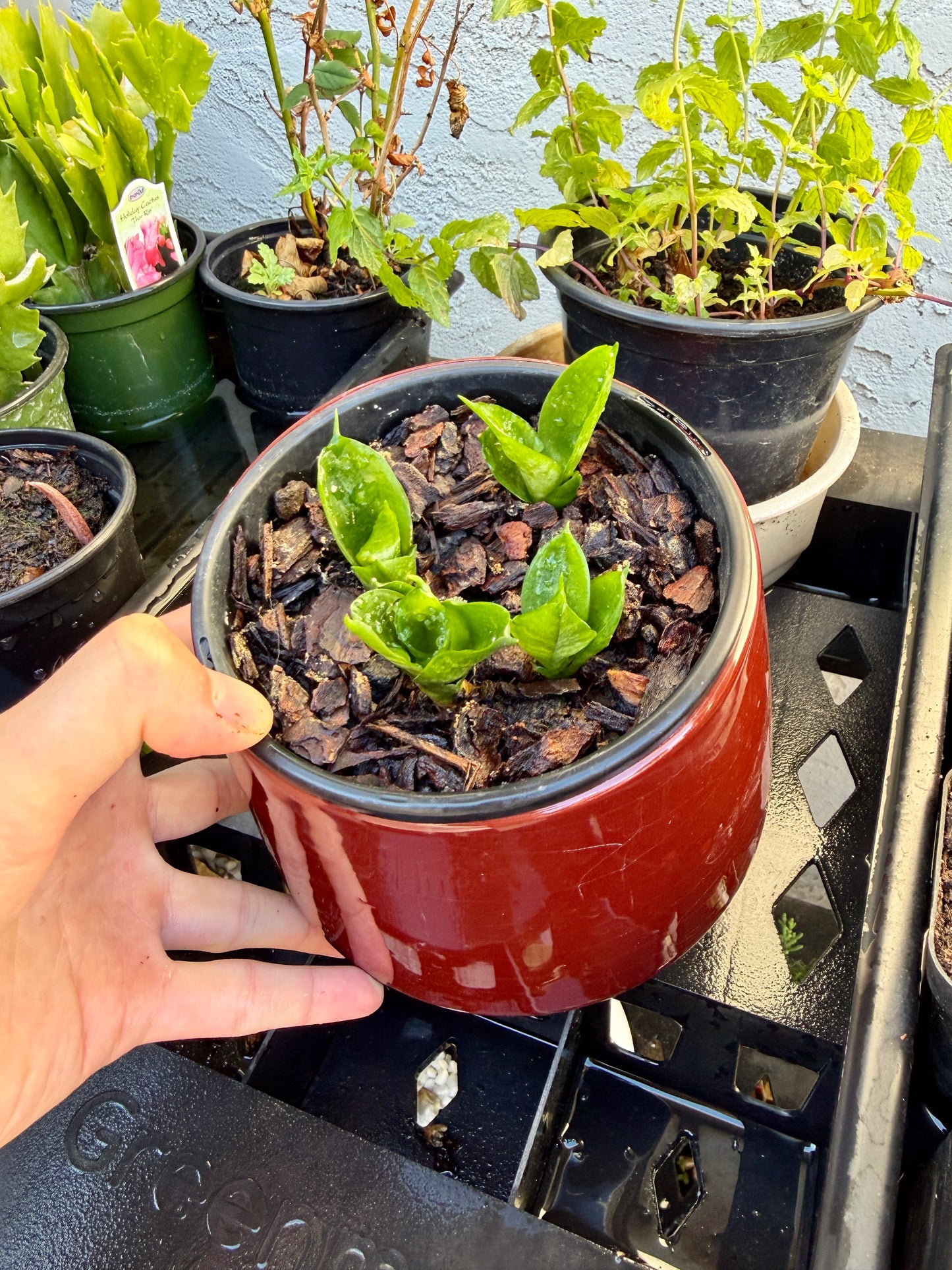 4 Snake Plant Starter in Red Ceramic Pot