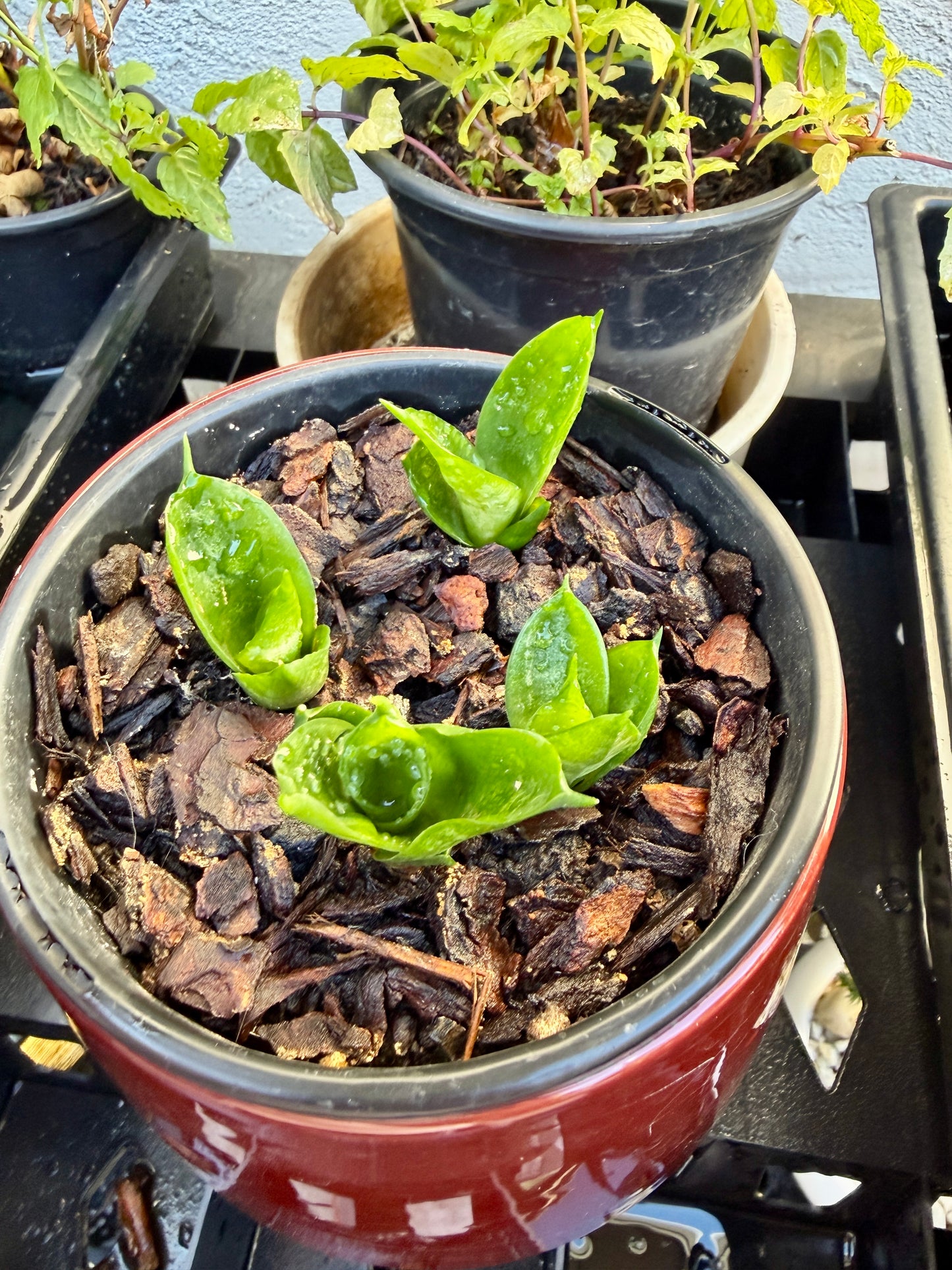 4 Snake Plant Starter in Red Ceramic Pot