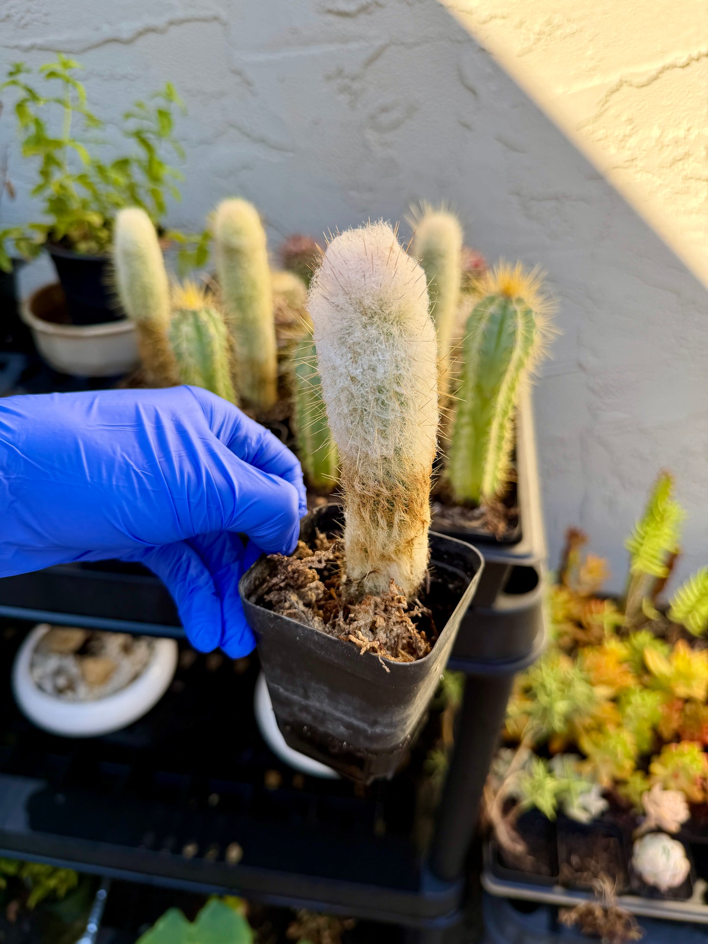 Espostoa Churinensis – Rare Peruvian Woolly Columnar Cactus