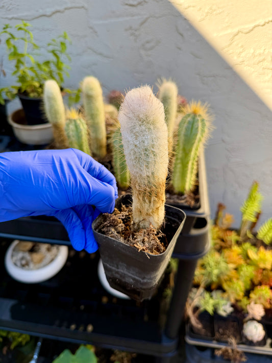 Espostoa Churinensis – Rare Peruvian Woolly Columnar Cactus