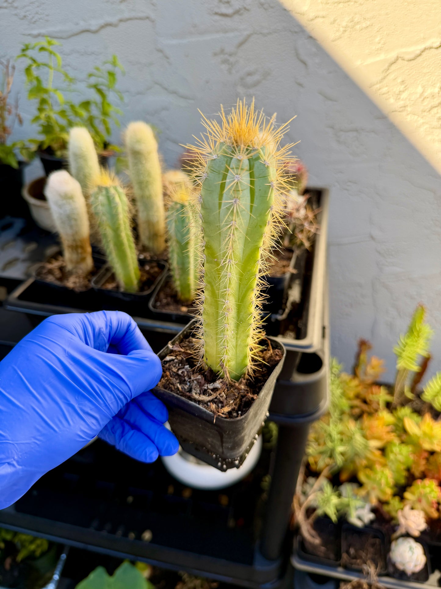 Pilosocereus splendidus – Rare Blue-Green Columnar Cactus