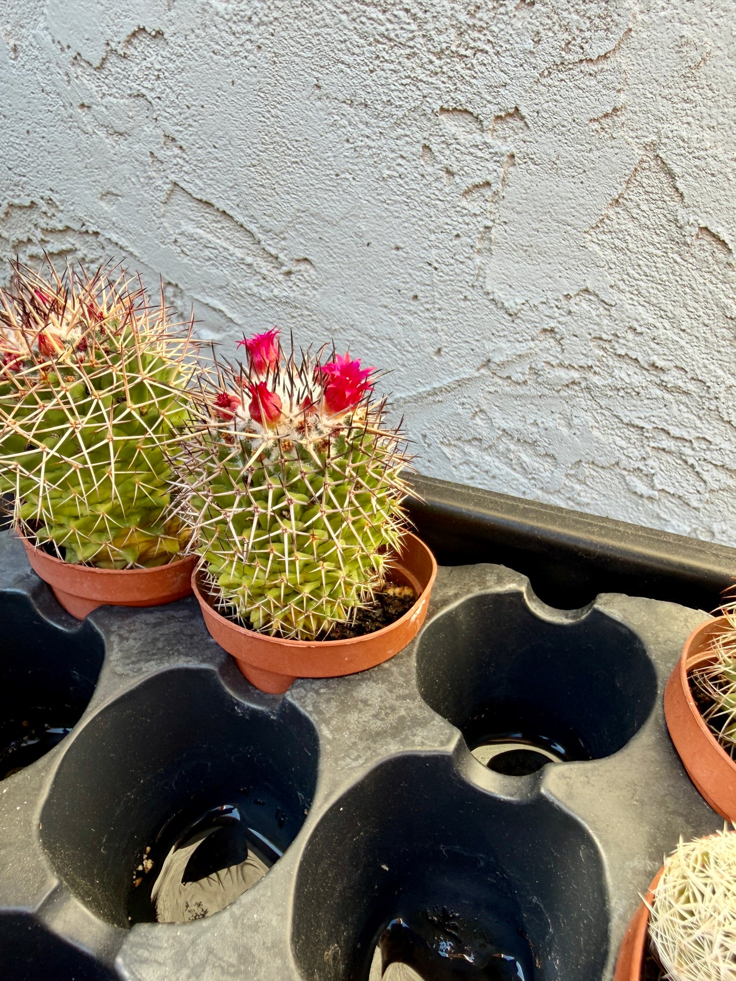 Mammillaria Polythele – Spiny Globe Cactus