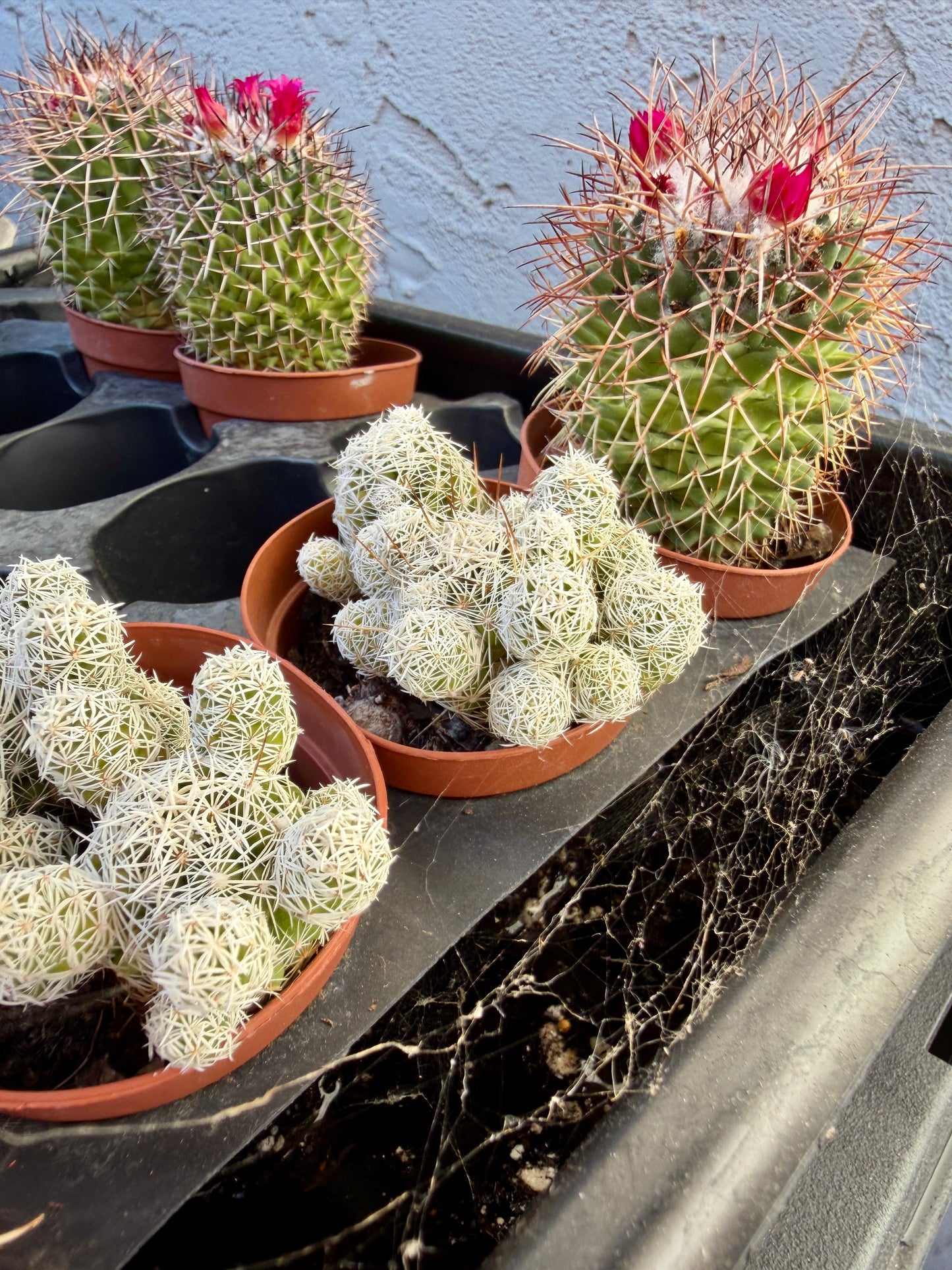 Mammillaria Gracilis Fragilis – Thimble Cactus Cluster